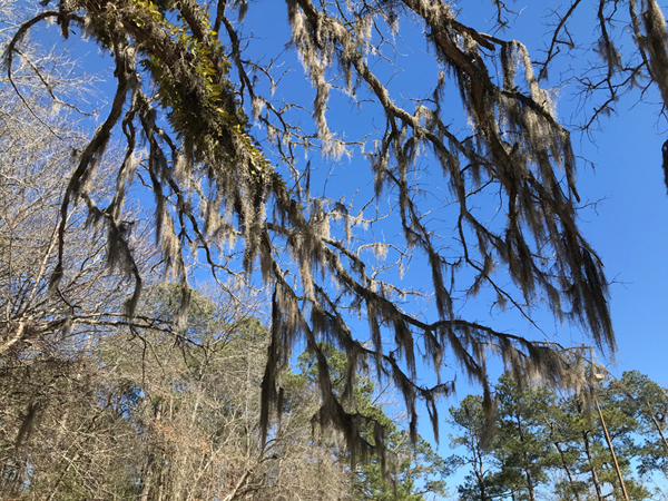 moss covered tree limb